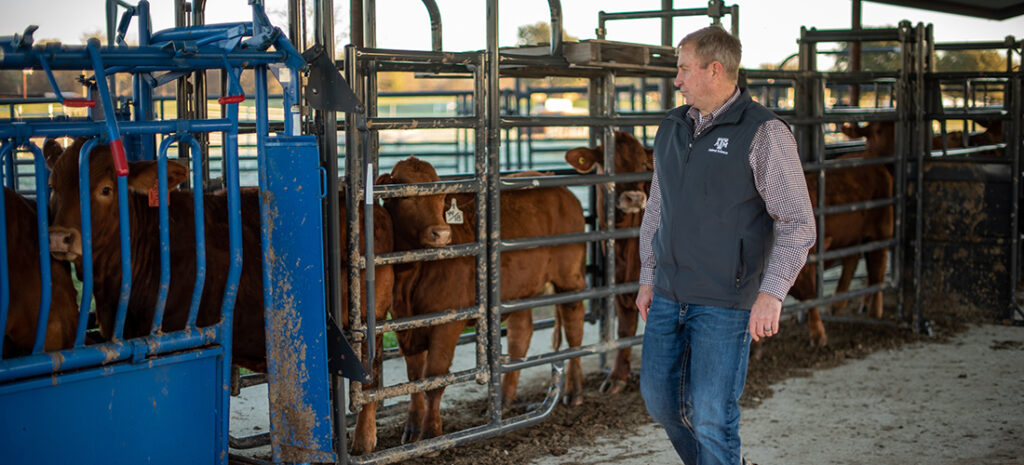 Dr. Lamb working with cattle