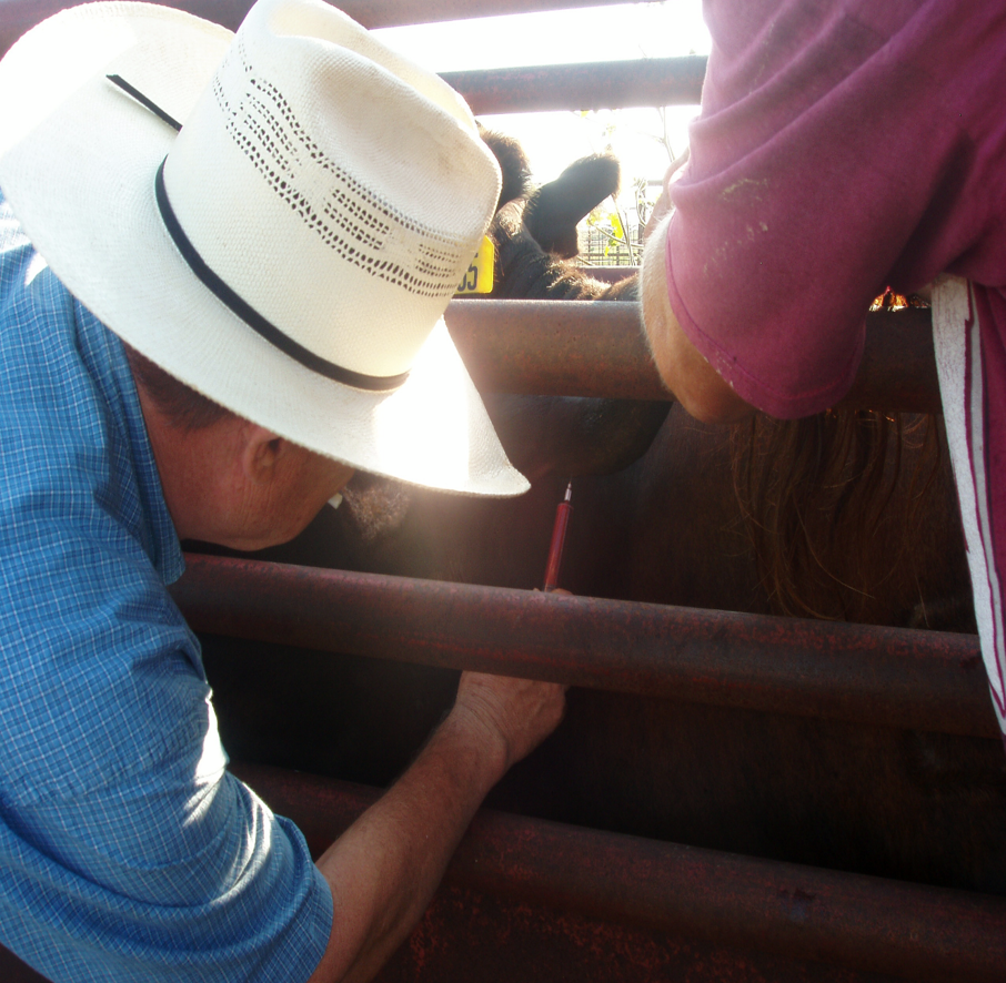 A man takes a tissue sample on a cow.
