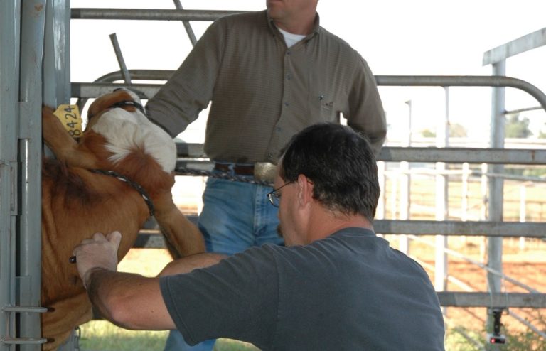 A veterinarian administers antibiotics to a cow in a pen.