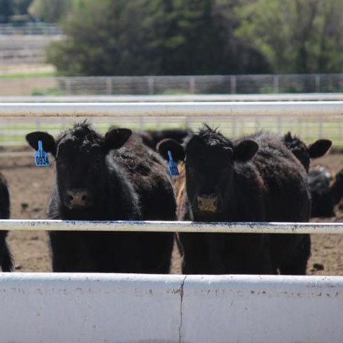 Cattle in a pen.