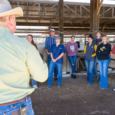 Dr. Ron Gill working cattle with graduate students in College Station