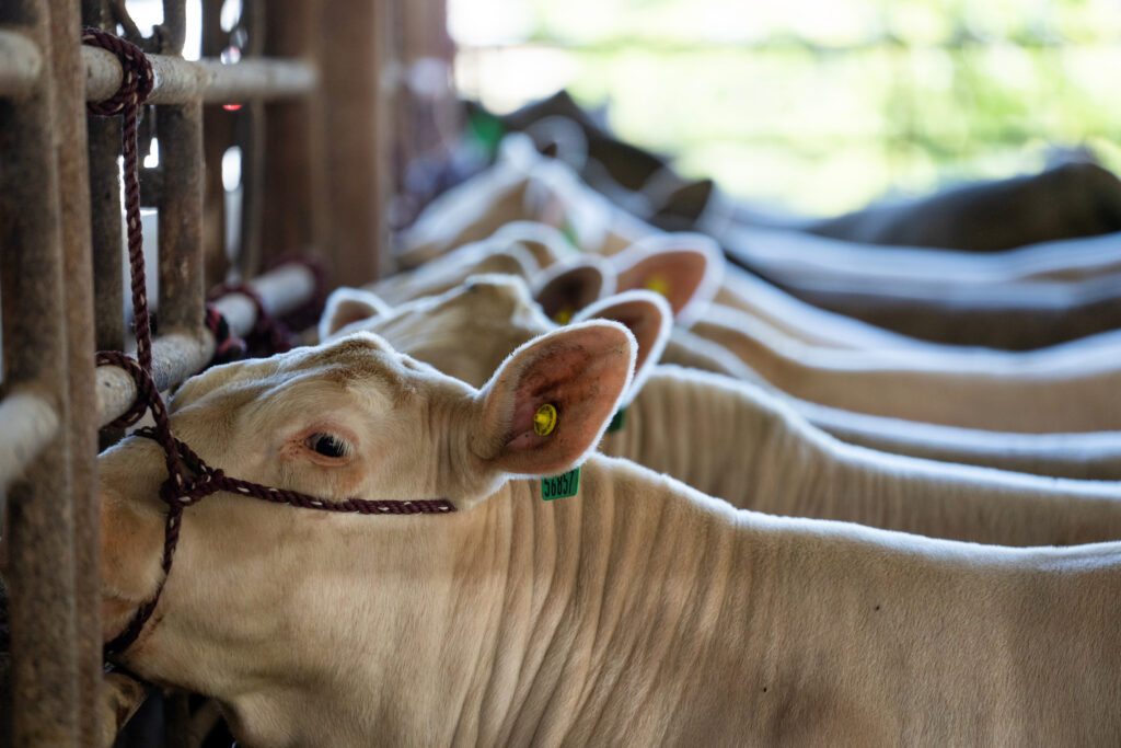 Goats – Texas A&M Agrilife Extension Service