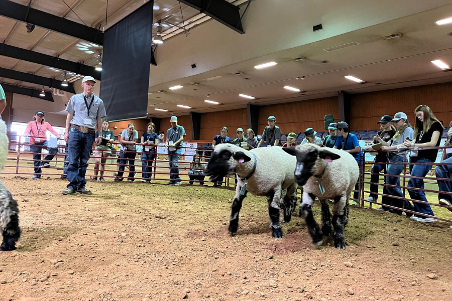 A Livestock Judging Team member watches as two lambs walk across the arena.