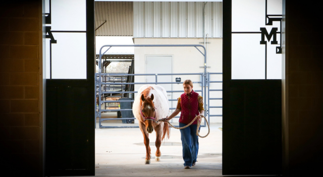 A woman leading a horse into the Texas A&M stables. 