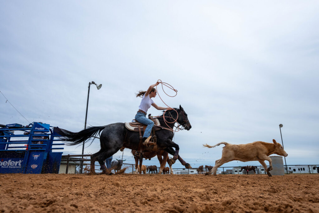 A woman on horseback skillfully lassos a cow in an arena.