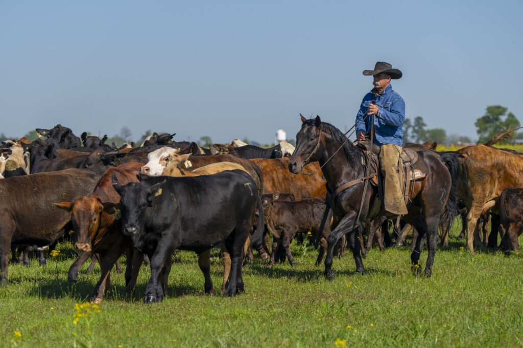 A cowboy sits atop a ranch horse and riding through a herd of cattle