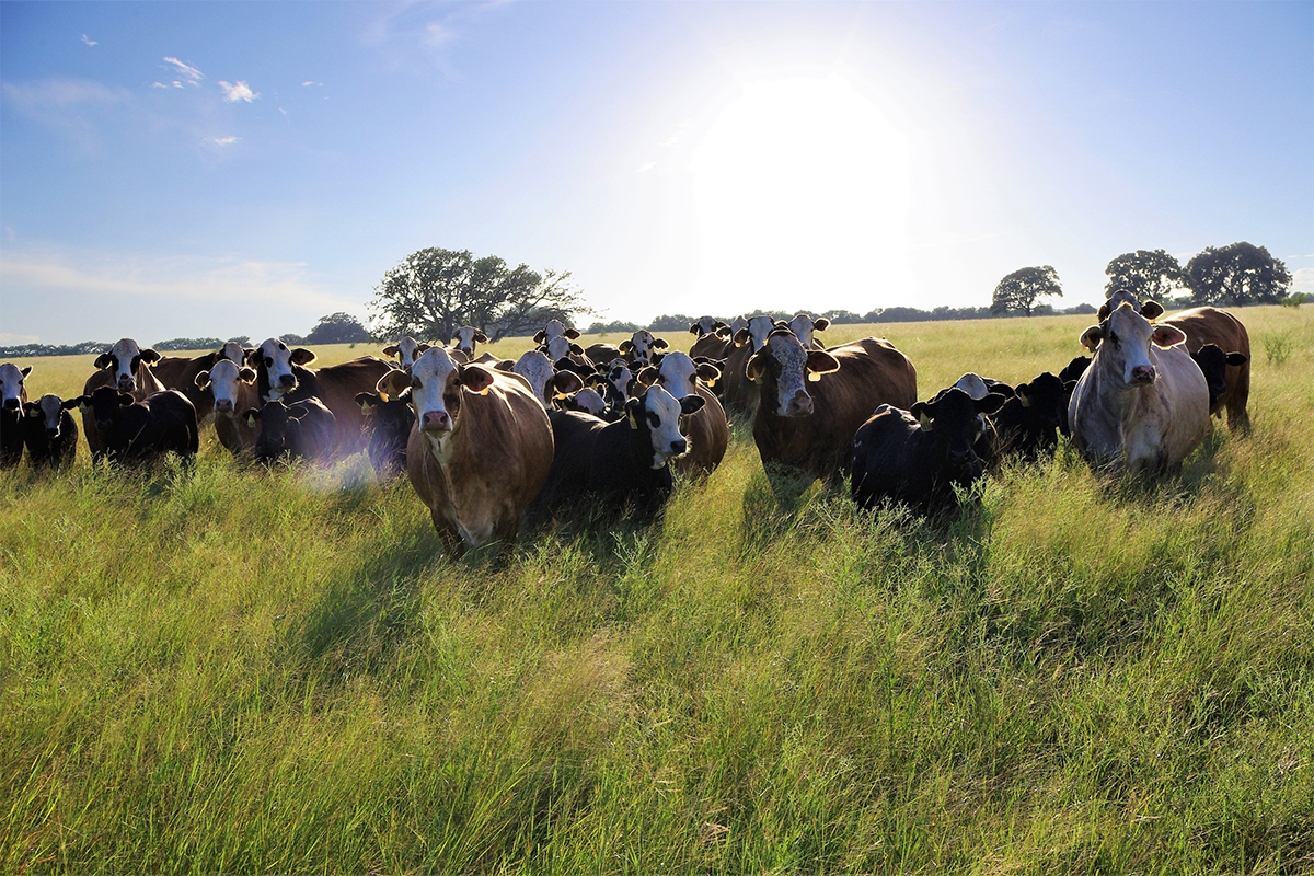 Cows standing in a field