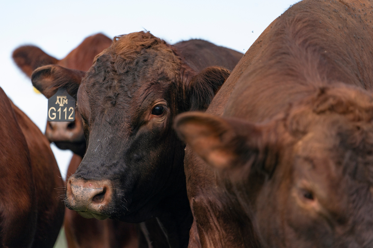 Several cows standing together, one is in focus with a Texas A&M ear tag