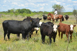 Cattle in a pasture with a person riding a horse in the background.