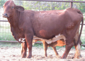 A dark brown cow. This cow has a body condition score of 4. Most of her ribs are showing, but her backbone has some fat cover, but her hooks and pins are angular with no fat cover. Photo contributed by Joe Paschal.