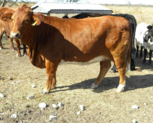 A brown cow standing in the pasture. This cow has a body condition score of 6, meaning she is ideal. All ribs are covered, and her hooks and pins are becoming rounded.