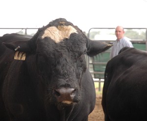 A bull stands in a corral.
