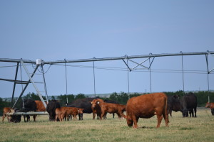 Cattle grazing on a pasture.