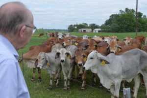 Dr. Rom Randel looks over a heard of cattle.