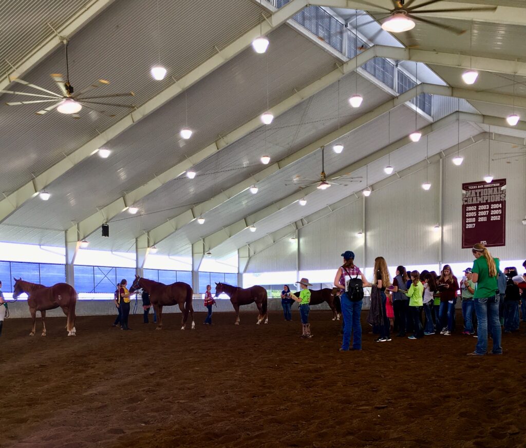 Horses being judged at Aggiefest.