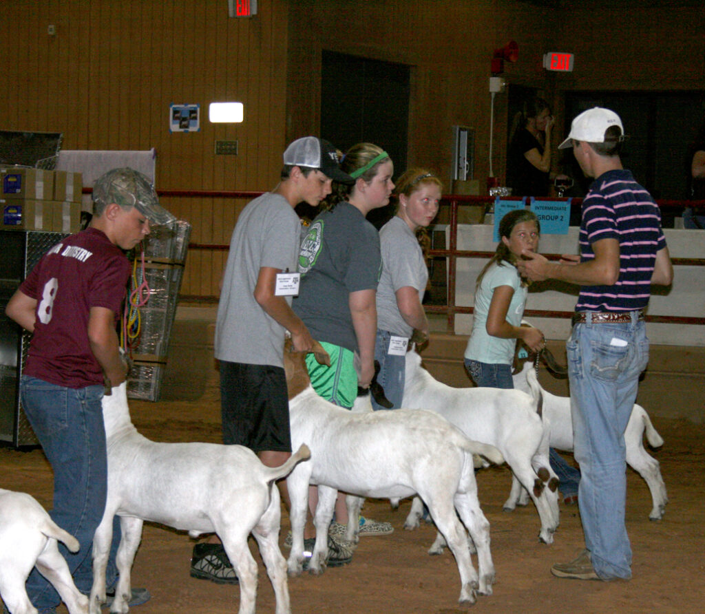 Students working with goats
