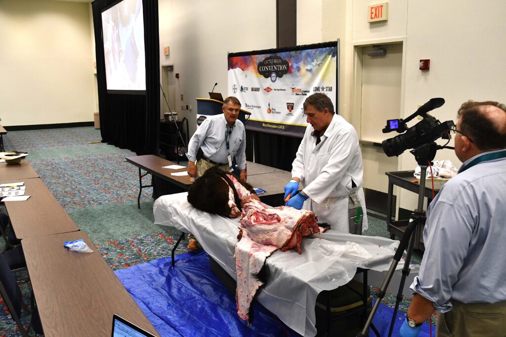 Dr. Joe Paschal demonstrating a technique on a beef carcass during a session. A person is recording a video in the same room.
