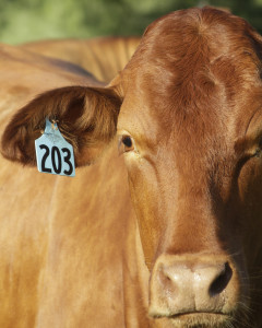 A cow with an ear tag.