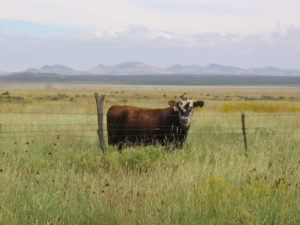 A cow in a pasture.