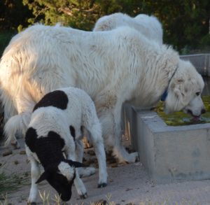 A dog drinks water as a goat grazes.