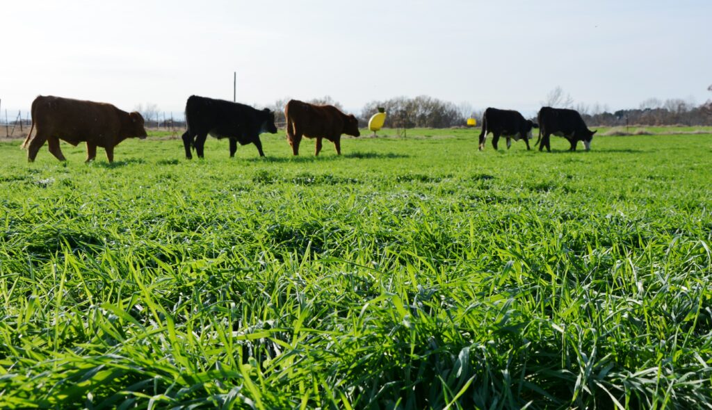 Cattle grazing on land.
