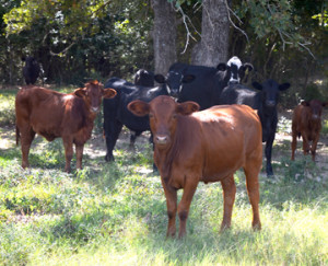 Cattle under a tree