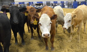 Cattle in a show.