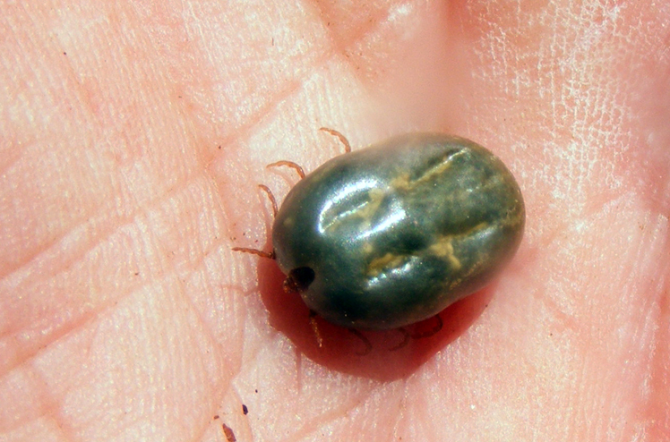 A cattle fever tick after a blood feeding.
