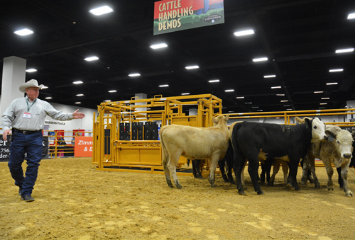 A man working demonstrating handling cattle at a show.