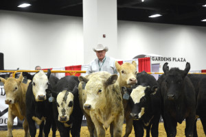 Cattle standing in front of a man during a demonstration.