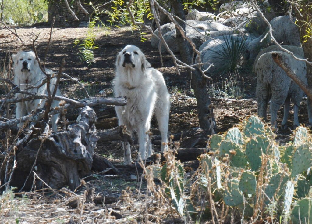 A pair of livestock guardian dogs stands ready to defend their flock as the sheep they protect seem oblivious to any possible threat.