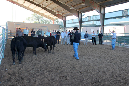 Jake Franke teaching a group how to select cattle.