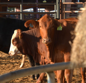 Cows in a corral. One is looking at the camera while the other is looking away.
