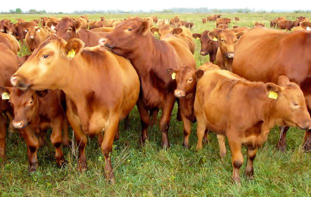 Cattle in a pasture.