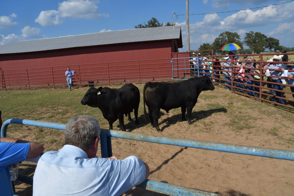 Dr. Jason Cleere, Texas A&M AgriLife Extension Service beef cattle specialist, College Station, leading a bull selection demonstration.