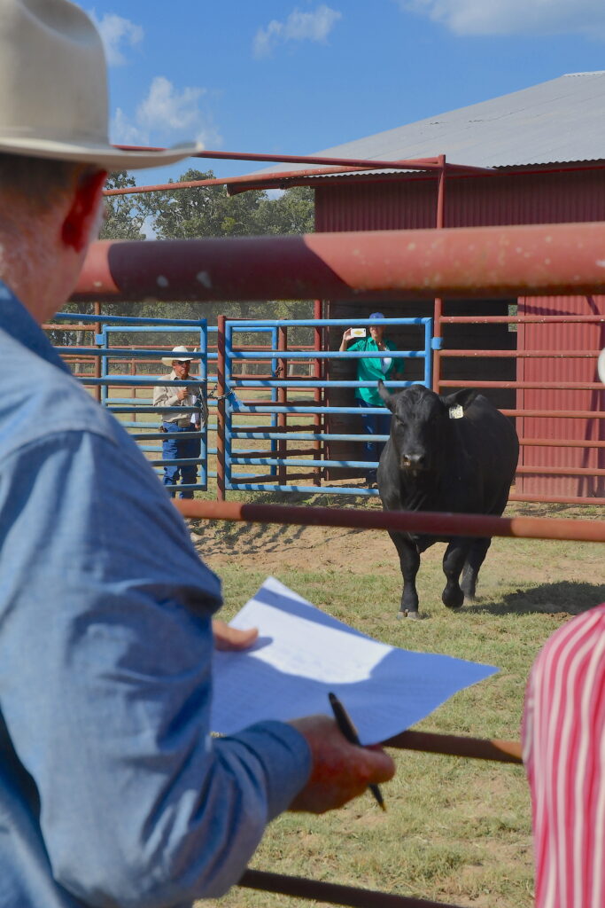 A man working with a bull in a pen.