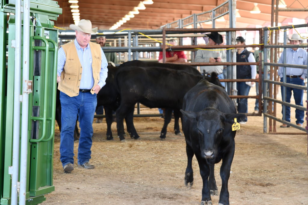 Dr. Ron Gill demonstrates cattle handling during a past workshop.