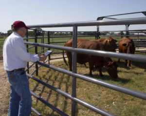 Tom Hairgrove, DVM, checks on cattle at the Texas A&M Beef Center, utilizing a tablet to store data.