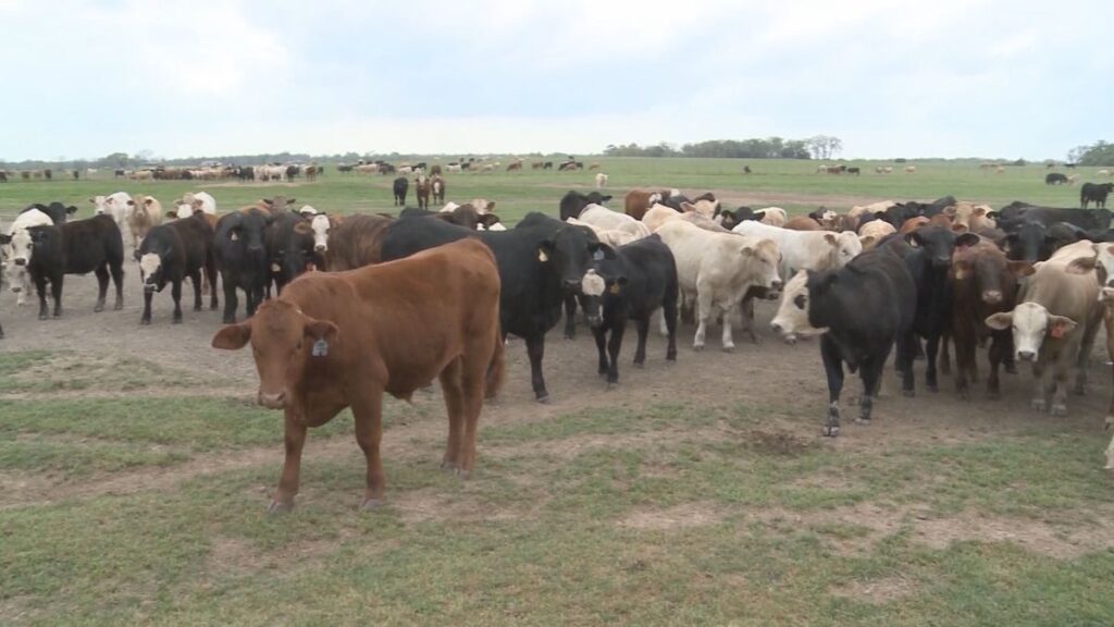 A group of cattle in a pasture.