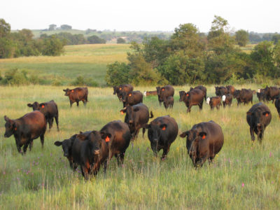 Cattle in a field.