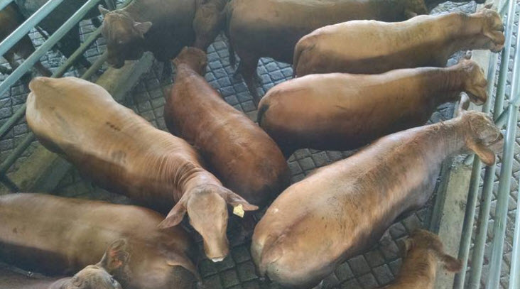An overhead photo of cattle.