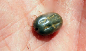 A cattle fever tick taken close up.