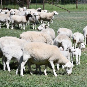 Sheep grazing in a field.