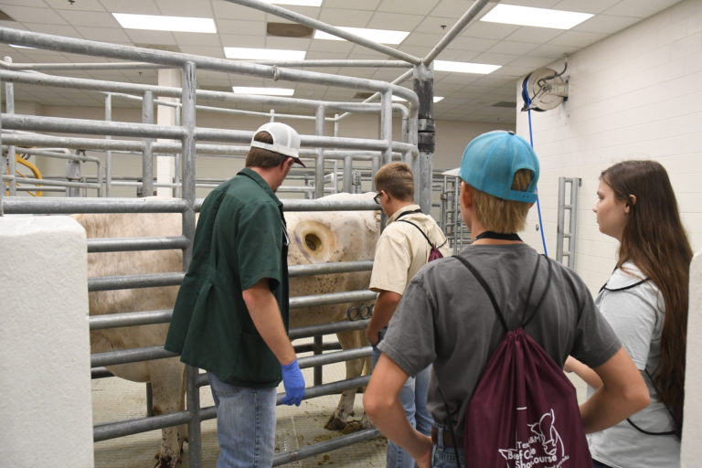 Four people looking at steer with cannulated rumen.