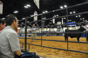 Dr. Jason Cleere, Texas A&M AgriLife Extension Service beef cattle specialist, discusses breeding bull conformation at the 2017 Texas and Southwestern Cattle Raisers Association Convention. (Texas A&M AgriLife Extension Service photo by Blair Fannin)