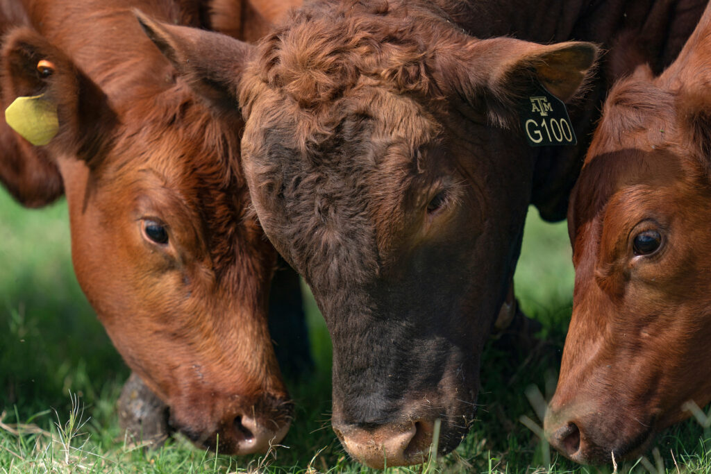 Close up of cows eating grass.