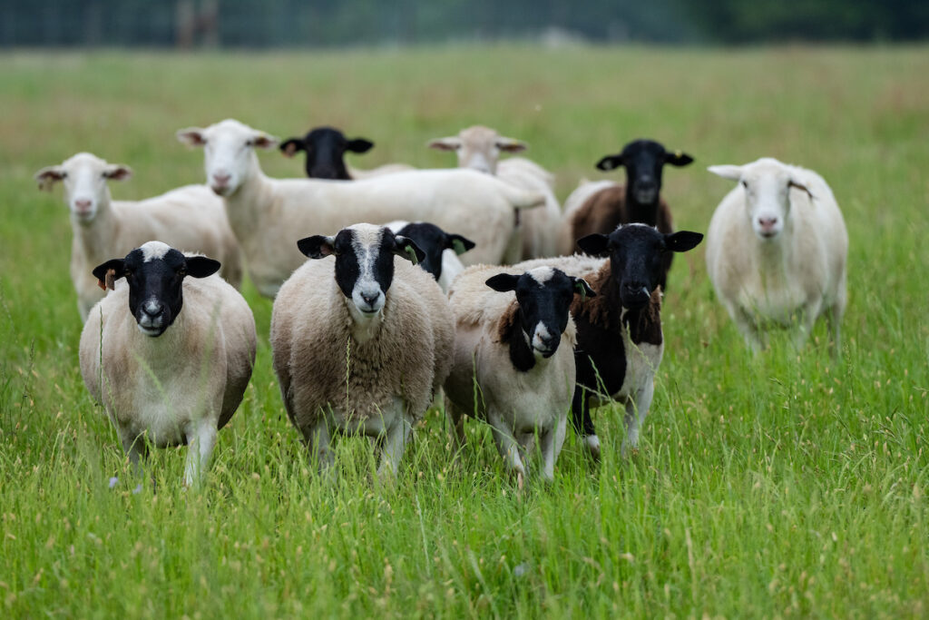 A picture of multiple sheep in a field of grass.