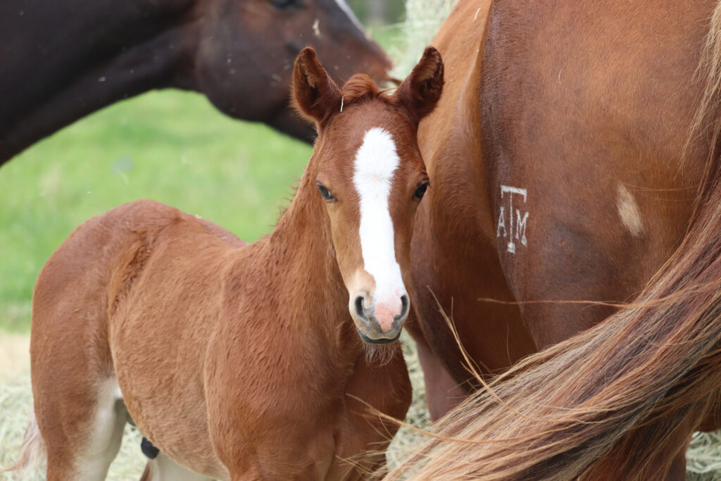 Foal standing next to an older horse.