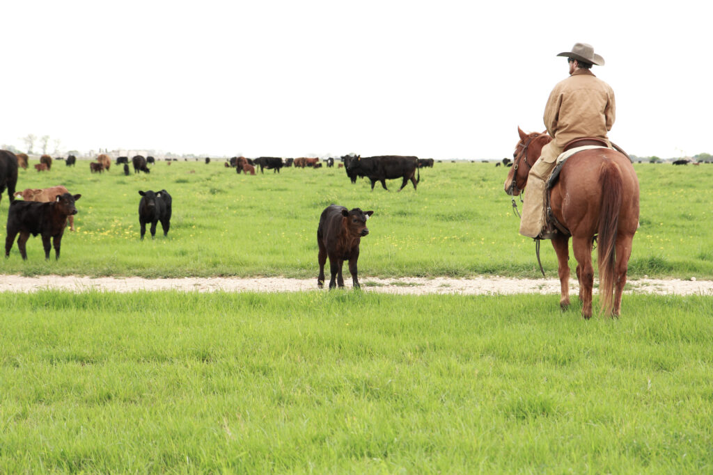 A cowboy sitting on his horse, surrounded by black cattle, looking out at the horizon.