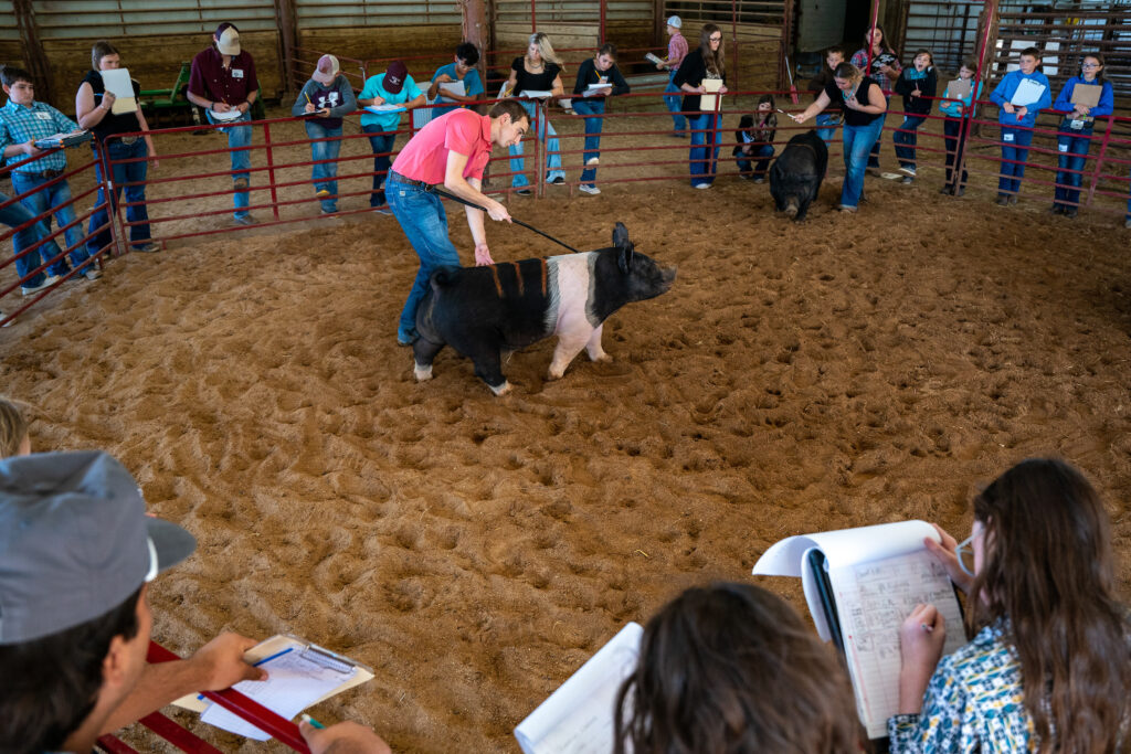 A guy showing a pig in a corral, in the Louis Pearce Pavilion, with multiple people standing around the corral with clipboards.